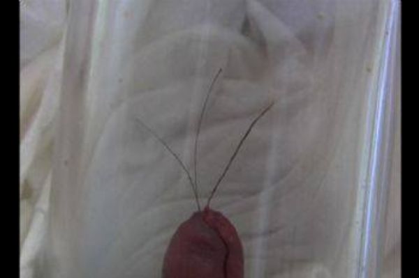 ������� �������� ������� ��� ����� ���� ������� �������