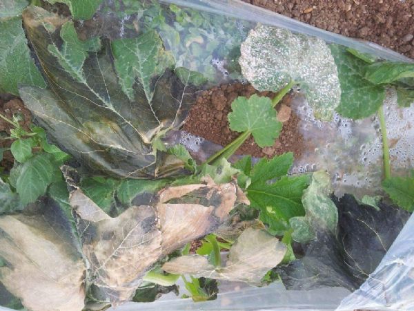 ������ ���� ������� �� �������� �������� ������