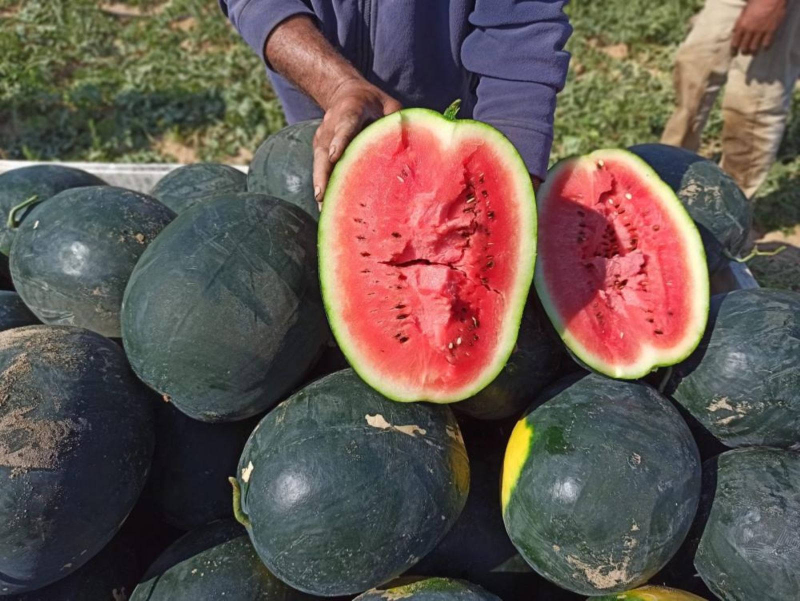 دشنته "الزراعة" اليوم موسم البطيخ في غزة.. جودة عالية واكتفاء ذاتي