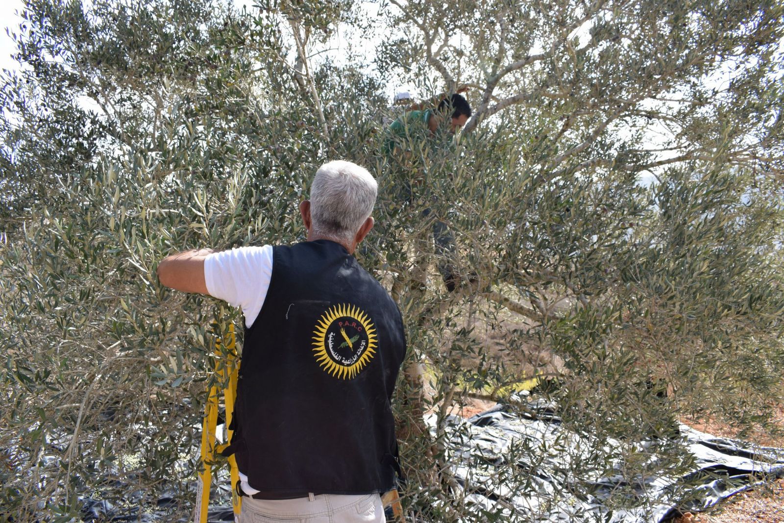 تحت شعار " احنا معكم "  الإغاثة الزراعية تطلق حملتها التطوعية لقطف ثمار الزيتون في الضفة الغربية وقطاع غزة