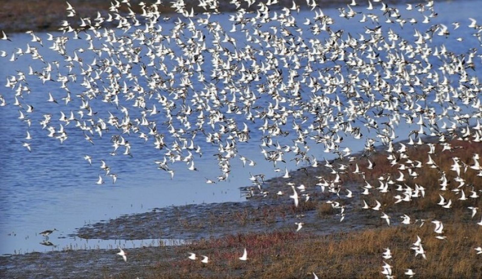 علماء: عدد الطيور في كوكبنا يزيد بكثير عن عدد سكانه