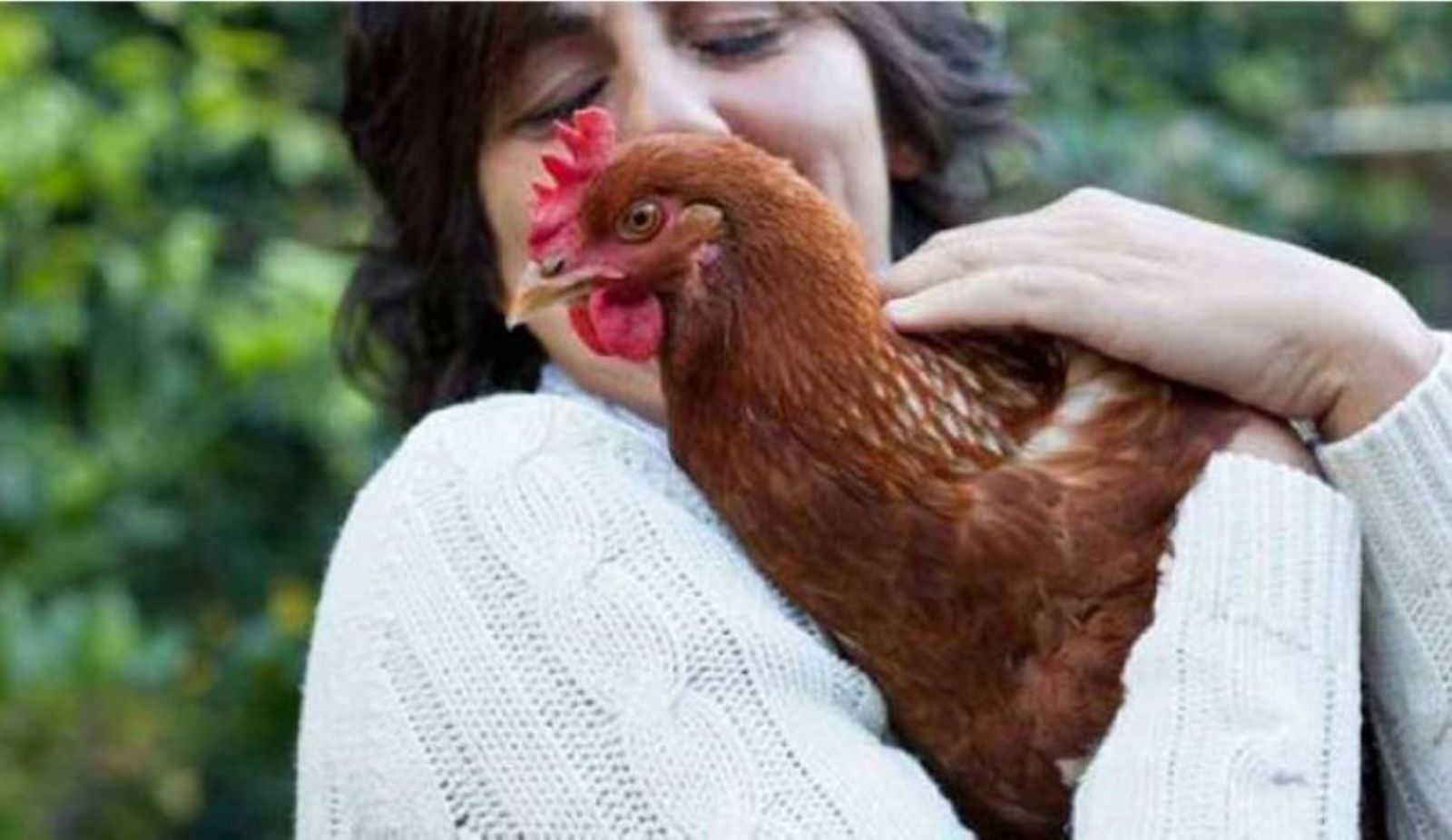 توصية طريفة من السلطات الصحية باميركا: توقفوا عن تقبيل الدجاج!