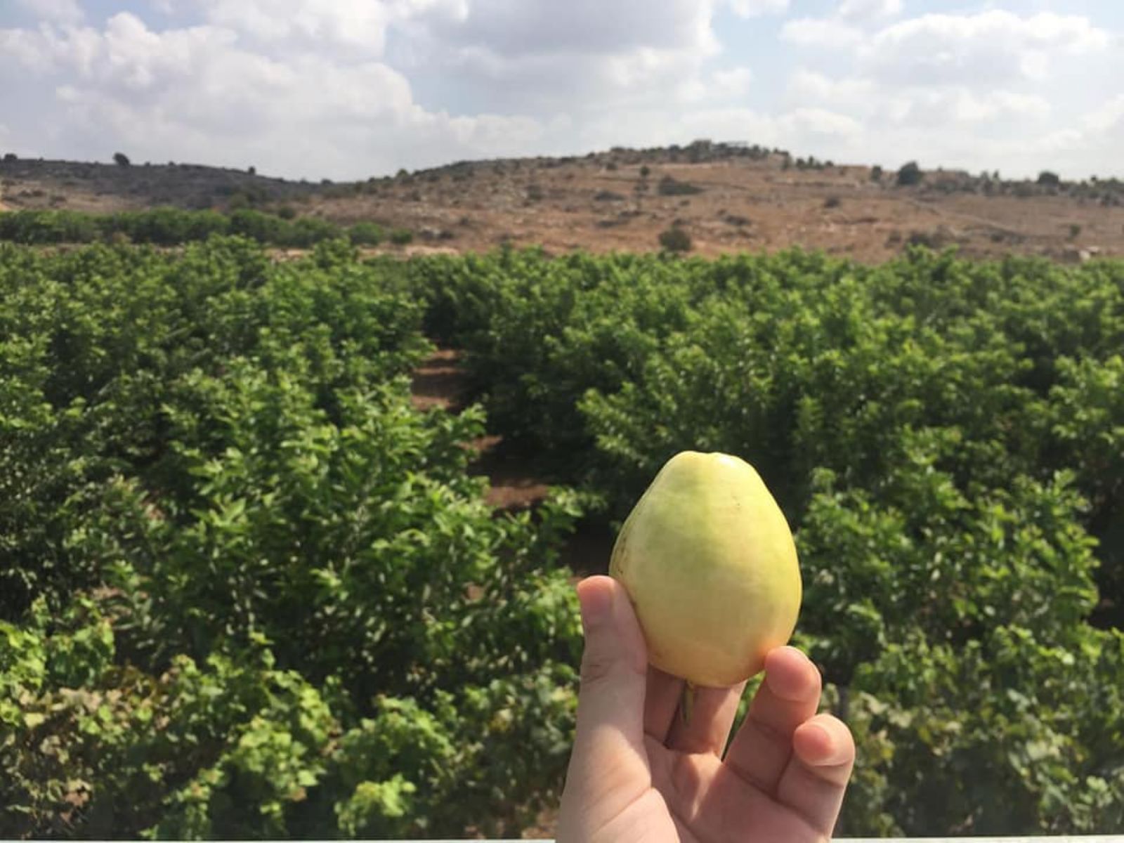 جبل في قرية الم دو ر جنوب قلقيلية يتحول الى واحة خضراء أصداء