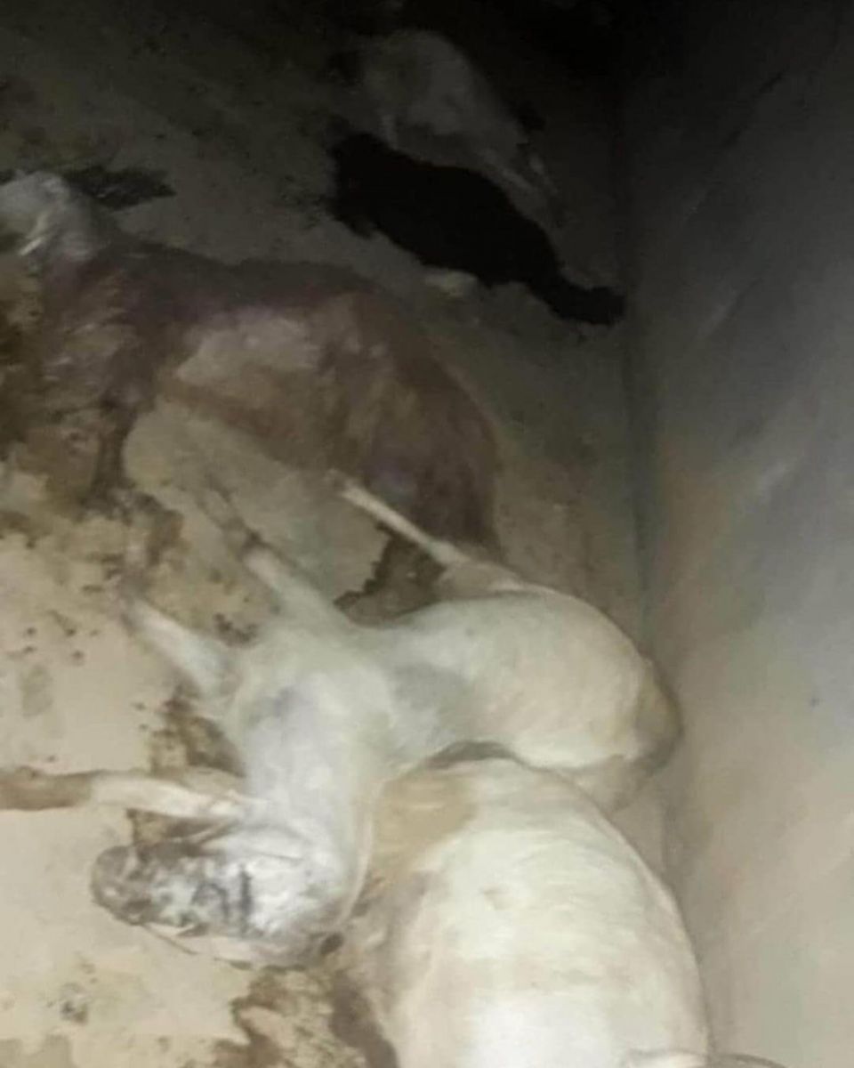 ���������� ��� ���� 110 ��� ��� ������ 25 ��� �����  �� �������