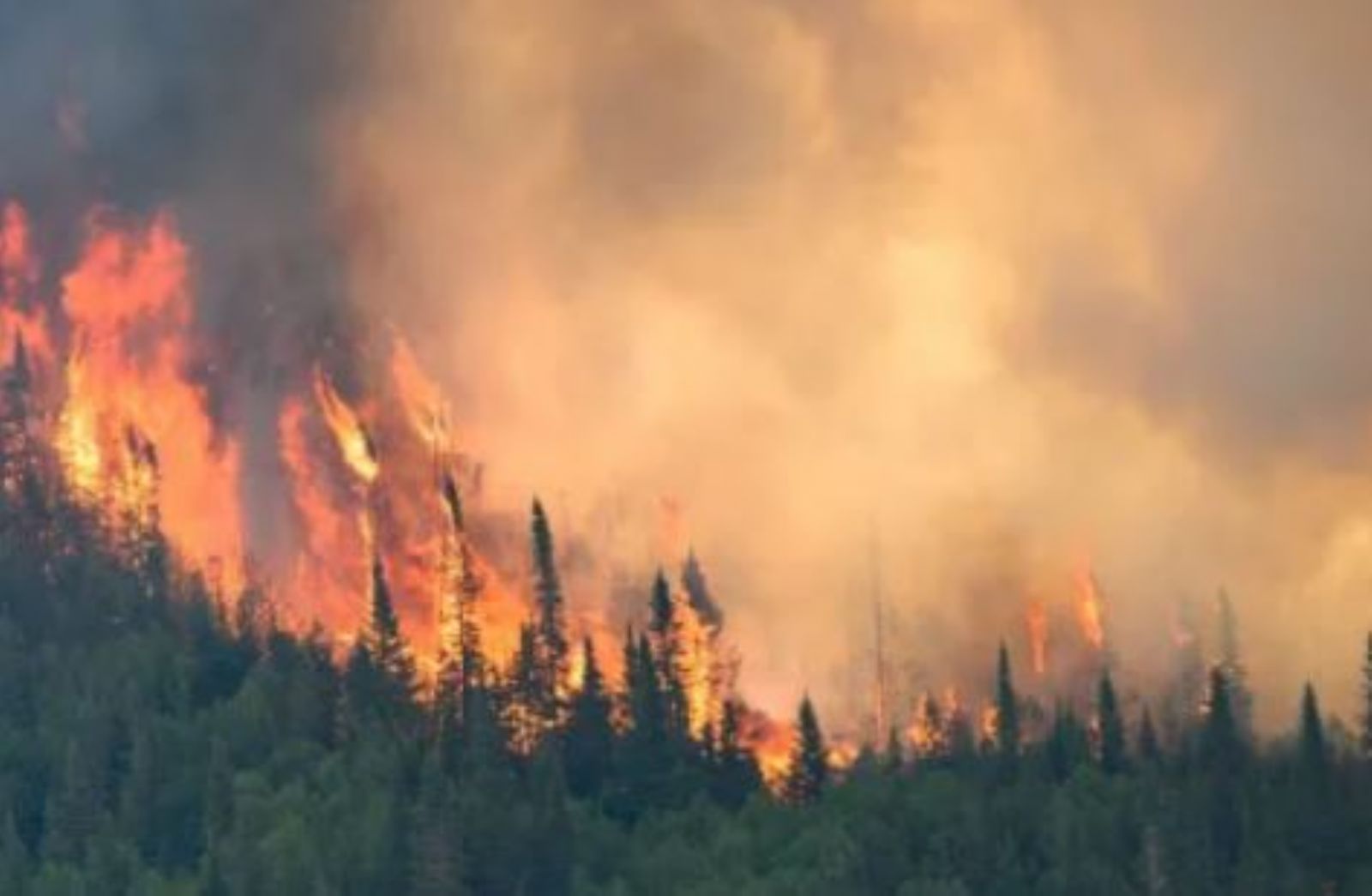 التغير المناخي يرفع معدلات حرائق الغابات الكارثية إلى حد قياسي