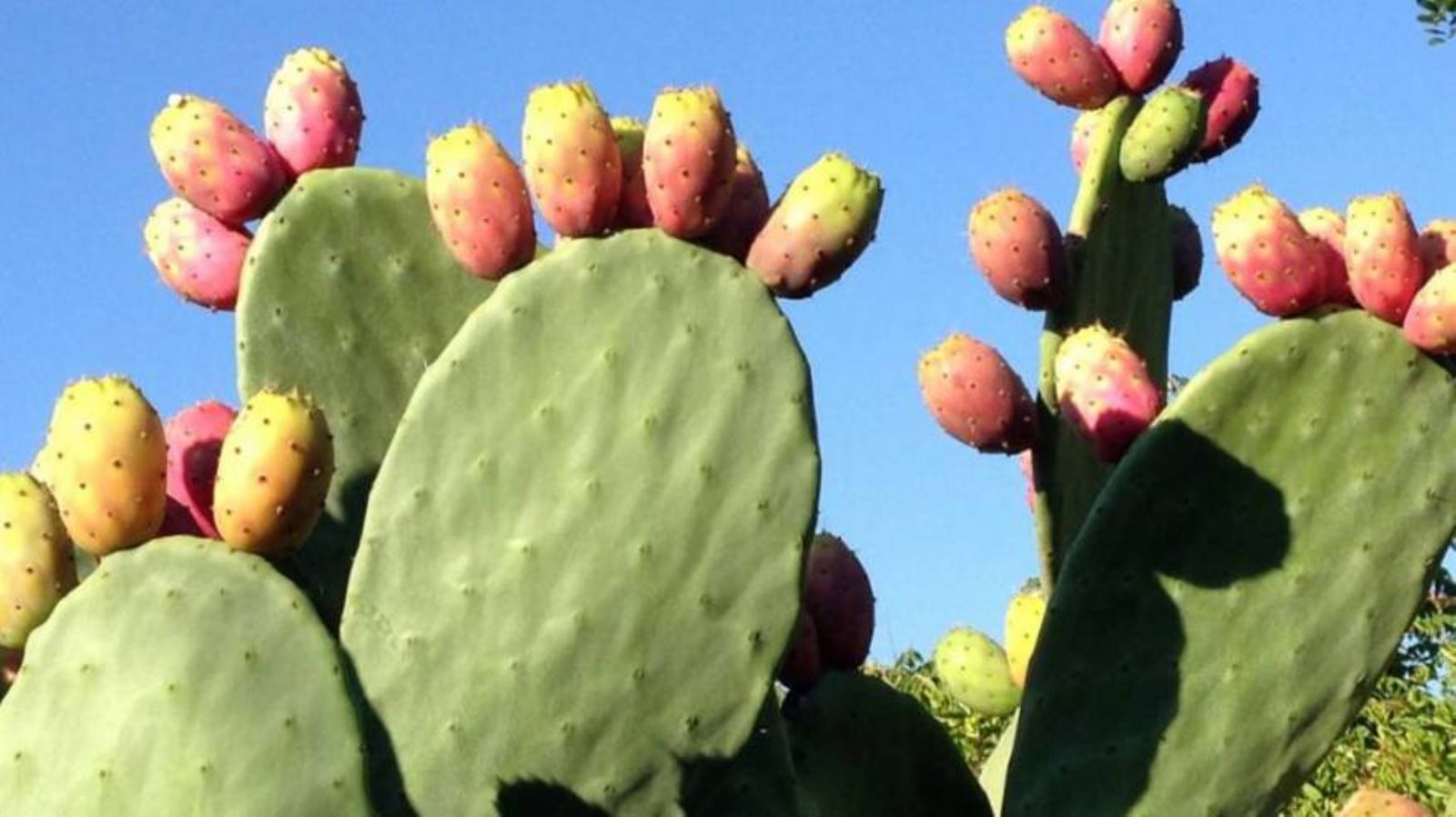 ����� ������� �� ������ �����